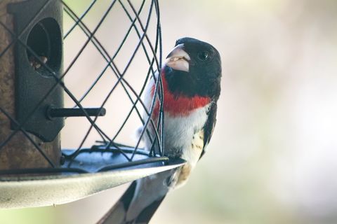 Grosbeak perching on bird feeder in natural light