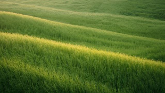 Sunlit waves of green cereal crop forming layered rolling ridges in pastoral landscape