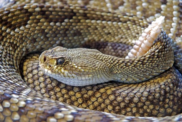 Close-up of Coiled Rattlesnake Resting on Ground - Download Free Stock Photos Pikwizard.com
