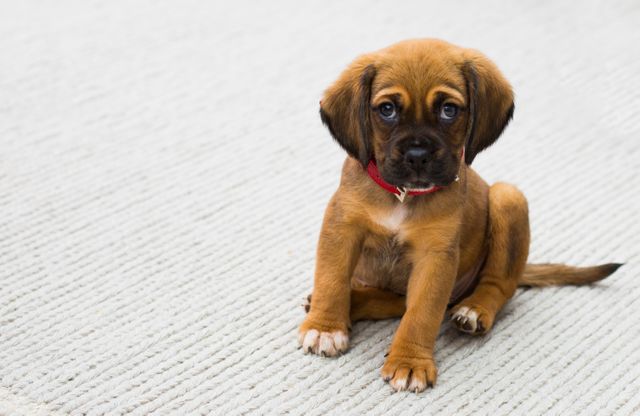 Cute Brown Puppy Sitting on White Carpet - Download Free Stock Photos Pikwizard.com