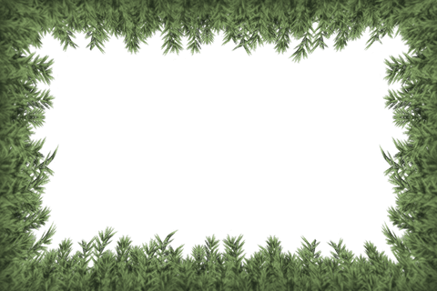 Fir Tree Branches Frame with Copy Space on Transparent Background - Download Free Stock Videos Pikwizard.com