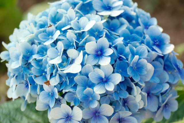 Vibrant Blue Hydrangea Flowers in Bloom - Download Free Stock Photos Pikwizard.com