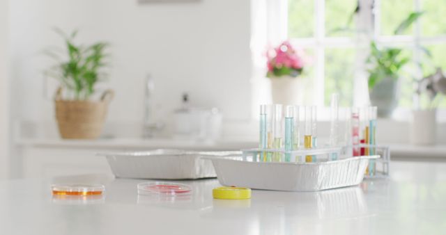 Image of test tubes, petri dishes and chemistry equipment on kitchen counter at home, copy space - Download Free Stock Photos Pikwizard.com
