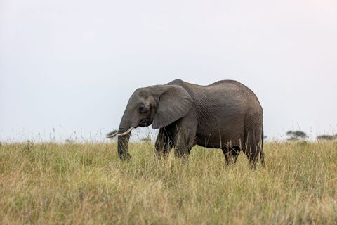 African Elephant Grazing on Savanna Grassland under Pale Sky