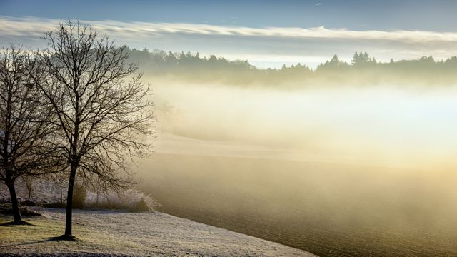 This serene image depicts a mist-covered landscape with bare trees and frosty grounds illuminated by the soft light of sunrise. Ideal for use in projects related to nature, seasons, rural settings, or tranquility. Perfect for backgrounds, nature blogs, seasonal greeting cards, and environmental presentations. The atmospheric light and peaceful scenery convey a sense of calm and quiet, making it suitable for meditation or relaxation focuses as well.