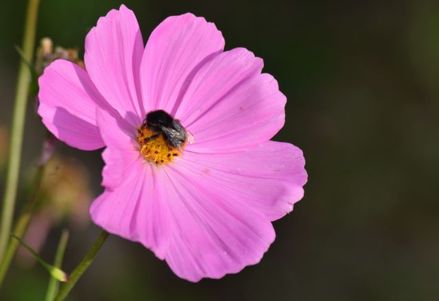 Beautiful pink cosmos flower with a bumblebee collecting nectar under direct sunlight. Suitable for use in gardening websites, nature blogs, educational material about pollinators, or as decorative art prints.