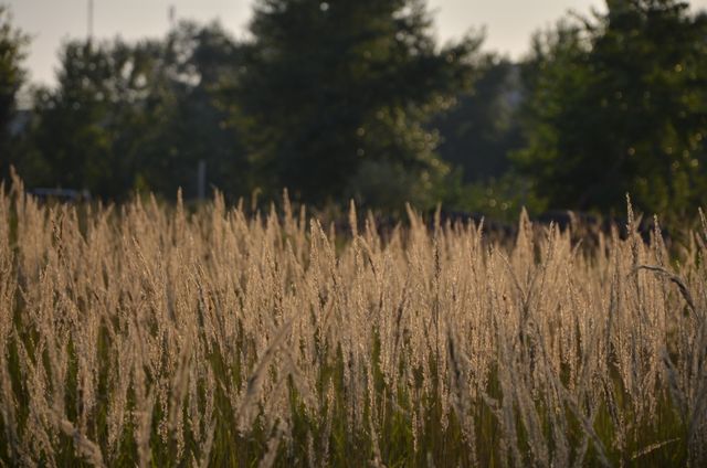 Field Grass Wheat - Download Free Stock Photos Pikwizard.com