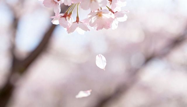 Delicate Pink Cherry Blossom Petals Falling with Soft Bokeh Spring Background