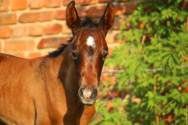 This sweet portrait of a young foal can be used for farm life themes, educational material about horses, children’s animal books, or advertising for rural tourism and horse-related activities.