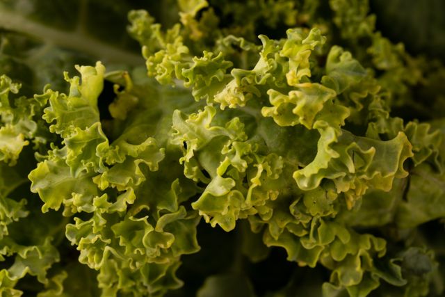 Close-up of fresh green kale leaves, showcasing their vibrant color and curly texture. Ideal for use in articles, blogs, or advertisements related to healthy eating, organic food, vegan and vegetarian diets, and nutrition. Perfect for promoting superfoods and natural, unprocessed ingredients.