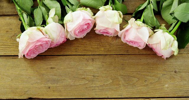 A row of delicate pink roses lies atop a rustic wooden surface, with copy space. Their soft petals and green leaves evoke a sense of romance and natural beauty.