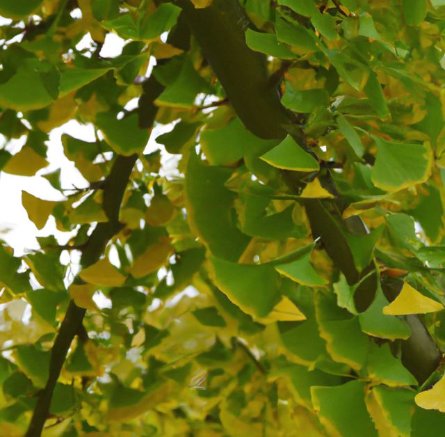 Close up of green leaves of ginkgo tree on sunny day - Download Free Stock Photos Pikwizard.com