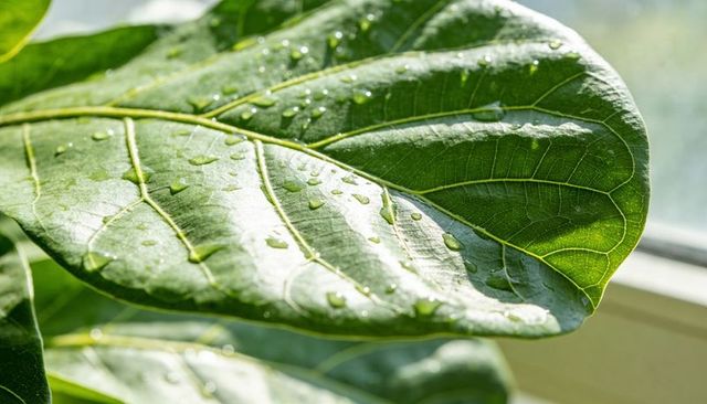 Glistening fiddle leaf fig leaf showing raised veins and water droplets by sunlit window