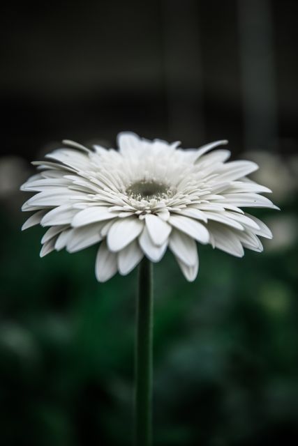 White daisy in full bloom with delicate petals and a green stem. Dark blurred background draws focus to flower's details. Ideal for botanical studies, greeting card designs, floral artwork, nature-themed projects.