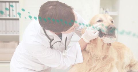 Veterinarian examining golden retriever during dental check wearing gloves and stethoscope
