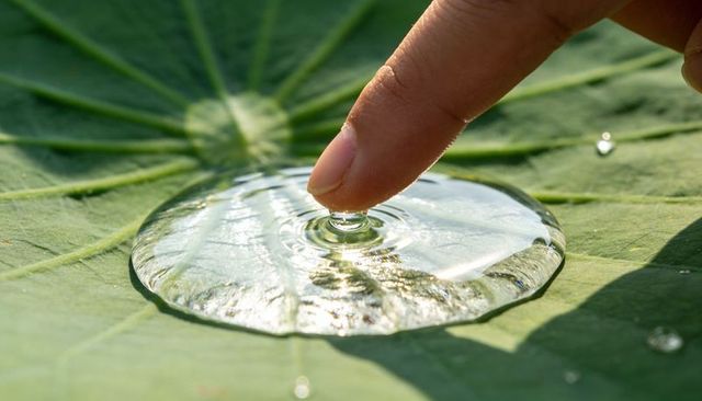 Fingertip touching water dome on lotus leaf creating circular ripples and sunlit droplets
