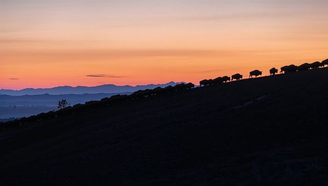 Bison herd moving along ridge at sunset silhouette over prairie and mountain horizon