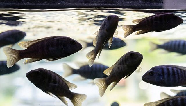 Gliding dark cichlid shoal forming layered silhouettes in backlit aquarium rippling water
