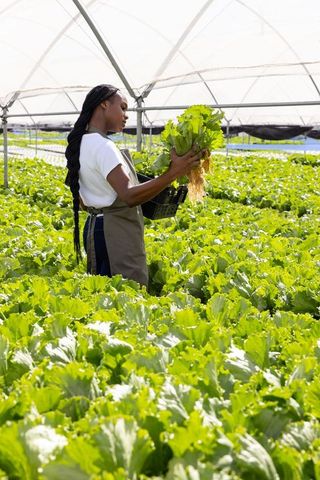 African American Woman Harvesting Lettuce in Organic Greenhouse