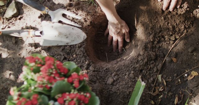 Hands Preparing Flowerbed in Sunlit Garden - Download Free Stock Images Pikwizard.com