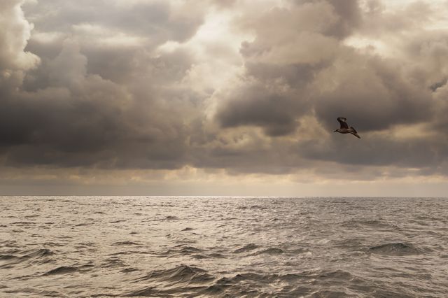 Solitary Seagull Soaring Above Serene Ocean During Cloudy Sunset - Download Free Stock Photos Pikwizard.com