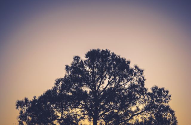 Silhouette of a large pine tree against a warm golden sunset sky captures nature's tranquil beauty. Perfect for use in backgrounds, nature-themed projects, relaxation and meditation promotions, and environmental awareness campaigns.