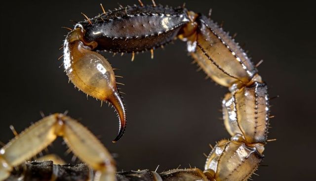 Curling scorpion tail showing glazed telson and segmented stingers macro closeup