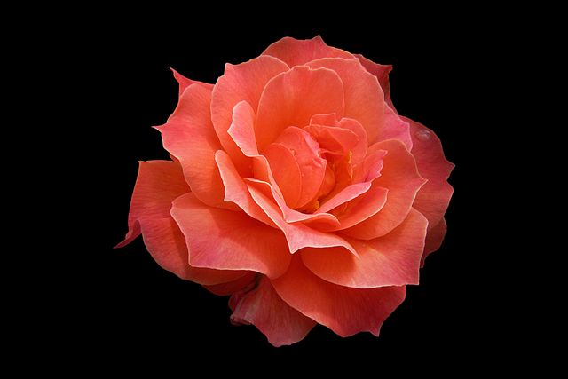 Close-up of Vibrant Orange Rose Isolated on Black Background - Download Free Stock Photos Pikwizard.com