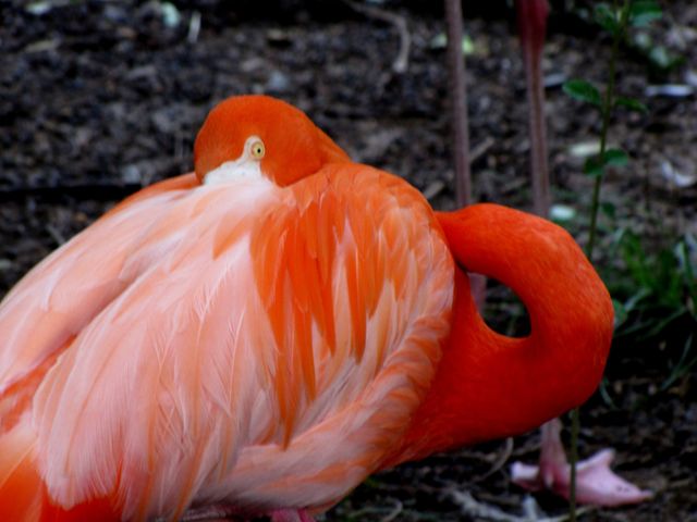 Close-up captures a brightly colored orange flamingo preening its feathers. Suitable for wildlife and nature articles, educational materials, animal documentaries, travel blogs, and wallpapers enthusiastic about exotic birds.