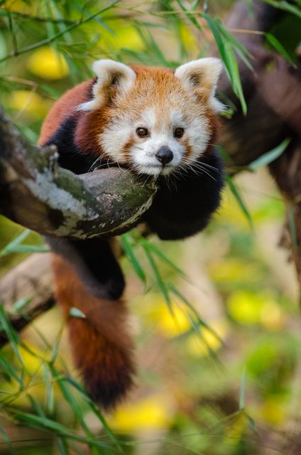 Red panda resting on a tree branch in a lush forest, showcasing its characteristic reddish-brown fur and bushy tail. Ideal for themes relating to wildlife conservation, exotic animals, nature, zoology, and environmental awareness. Useful for educational materials, nature documentaries, and animal-themed social media content.