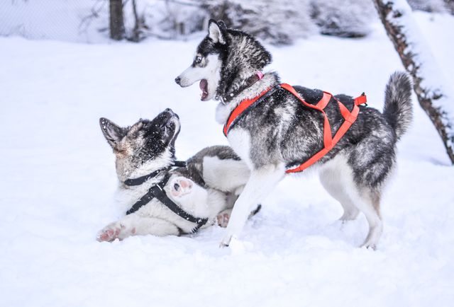 Two energetic huskies are playing in the snow, wearing dog harnesses. This scene captures the playful nature of these dogs in a winter wonderland environment, showcasing the joy and activity in the cold. Ideal for use in articles about dog breeds, winter pet care, outdoor activities, and pet advertisements.
