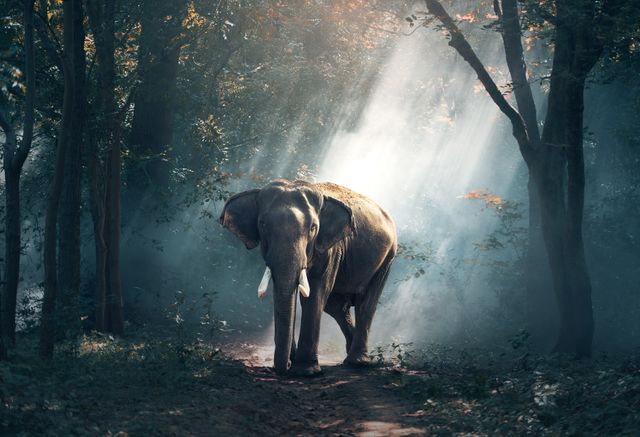 Elephant walking through forest with sunrays filtering through trees. Ideal for nature documentaries, wildlife conservation campaigns, educational materials, nature blog visuals, or environmental awareness posters.