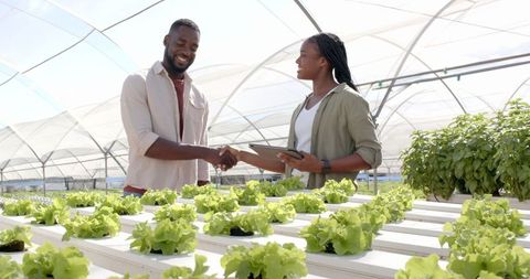 African american farmers shaking hands amidst hydroponic lettuce