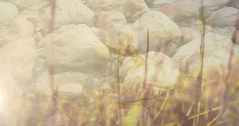 Scenic Coastal Rocks With Tall Grasses and Sunlit Serenity - Download Free Stock Images Pikwizard.com