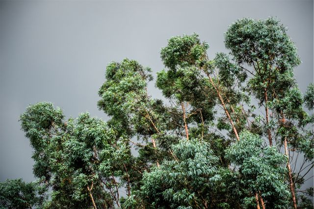 Wind-swaying tall green trees standing against a dark stormy sky. This nature-centric scene with overcast clouds conveys both the tranquility of the environment and the dramatic effect of impending weather, making it suitable for articles, environmental campaigns, and nature-themed websites.