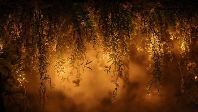 Warm backlit willow branches hanging over misty garden edge at golden dusk
