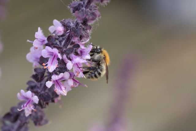 Basil bee bloom blossom - Download Free Stock Photos Pikwizard.com