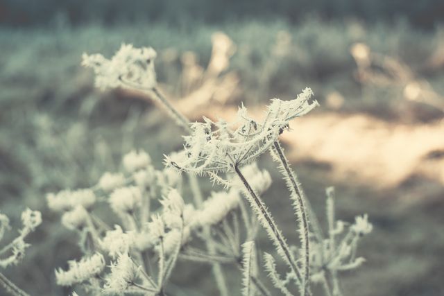 This close-up captures frost-covered plants glistening in winter sunlight. Ideal for illustrating winter themes, nature blogs, and seasonal greeting cards, highlighting the beauty and serenity of winter.