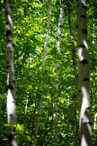 Lush birch forest with sunlight filtering through birch leaves