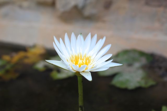 White water lily blooming in pond, showcasing natural beauty. Perfect for nature-themed projects, gardening websites, relaxation, and promoting tranquility.