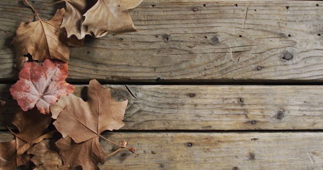 Dried Autumn Leaves on Rustic Wooden Background - Download Free Stock Images Pikwizard.com