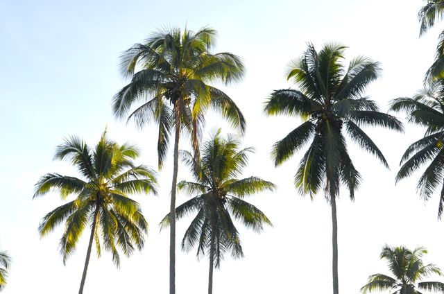 Tall Palm Trees against Clear Sky in Tropical Paradise - Download Free Stock Photos Pikwizard.com