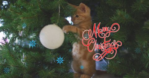 Adorable Kitten Playing with Christmas Tree Ornament