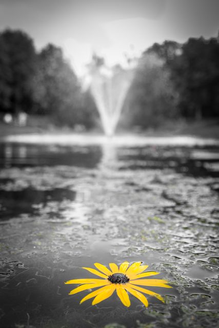 Selective Focus Photography of Yellow Black Eyed Susan Flower on Water - Download Free Stock Photos Pikwizard.com