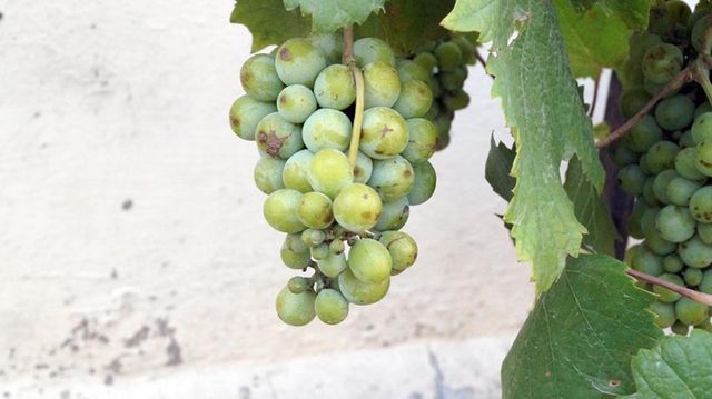 Close up of grapes in vineyard - Download Free Stock Photos Pikwizard.com
