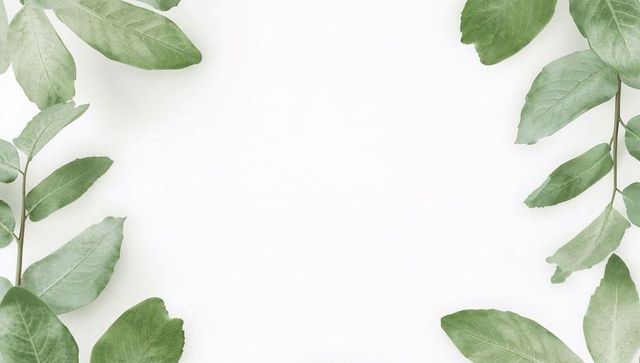 Green eucalyptus leaves framing white space for minimalist flat lay composition