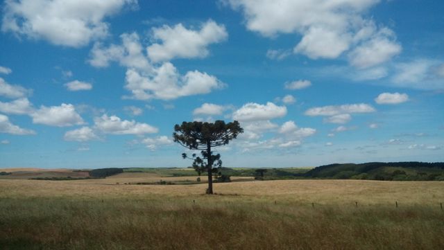 This image of a single tree standing in a wide-open field beneath a blue sky filled with fluffy clouds captures the essence of tranquility and the beauty of nature. The vast pasture makes this scene ideal for designs emphasizing open space, calmness, and natural beauty. It can be used for websites, posters, or advertisements focusing on environmental themes, rural life, or peaceful landscapes.