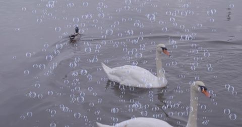 Bubbles Floating Over Swans and Duck in Serene Lake - Download Free Stock Images Pikwizard.com