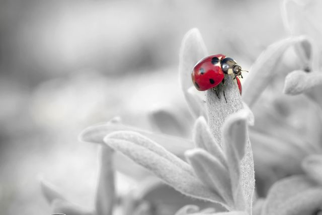 Red ladybug resting on a gray leaf, perfect for nature-themed designs, educational materials on insects, or environmental campaigns.