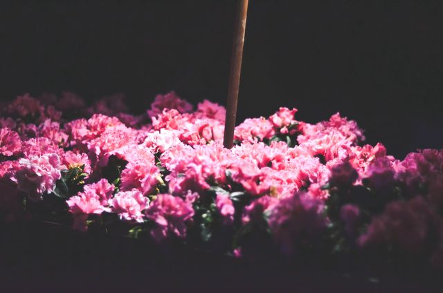 Vibrant Pink Flowers Blooming under Soft Light in Dark Background - Download Free Stock Photos Pikwizard.com